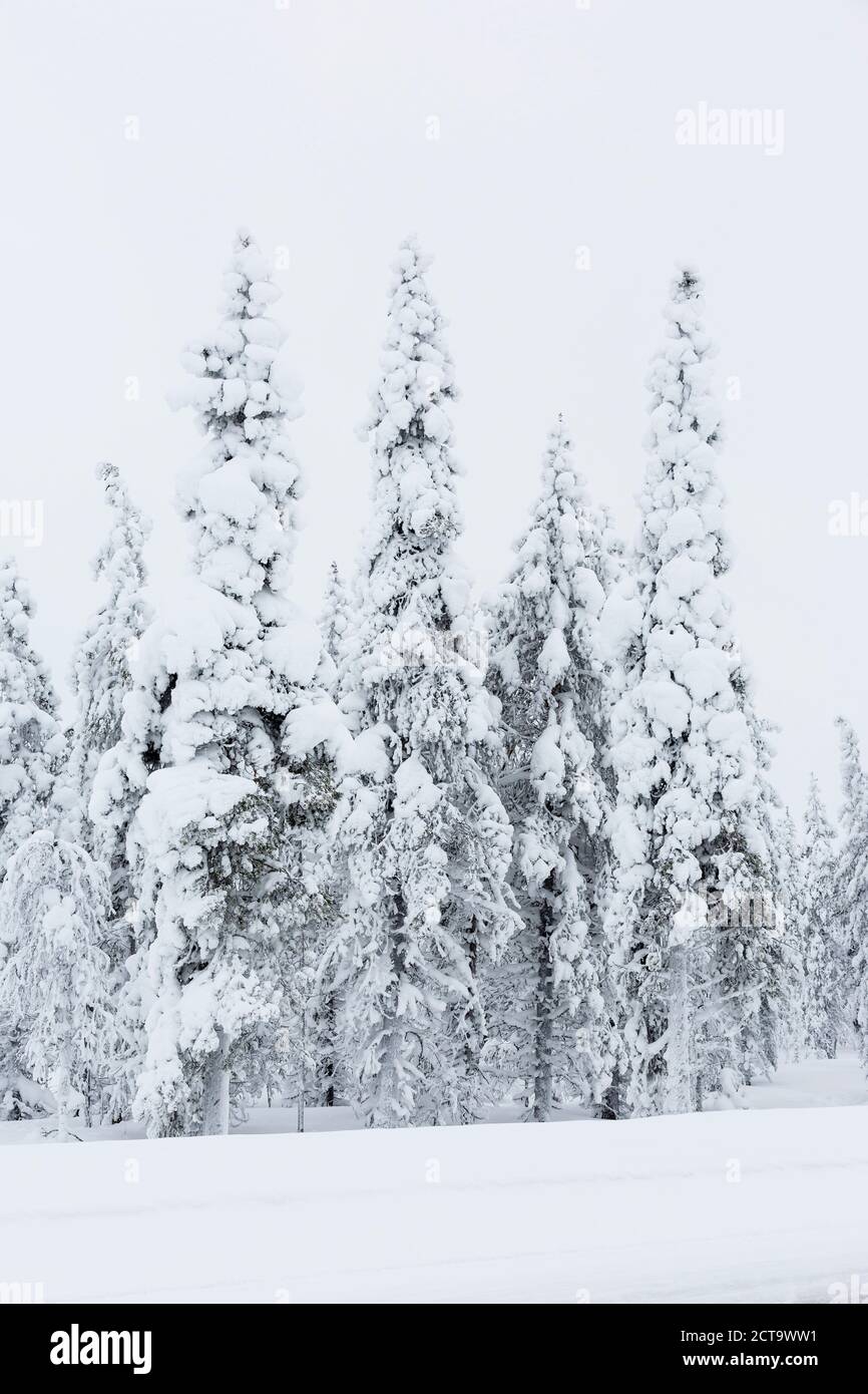 Finnland, schneebedeckte Bäume Stockfoto