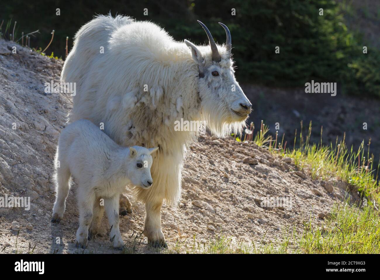 Kanada, Alberta, Rocky Mountains, Jasper Nationalpark, Banff Nationalpark, Bergziege (Oreamnos Americanus) mit Kind Stockfoto