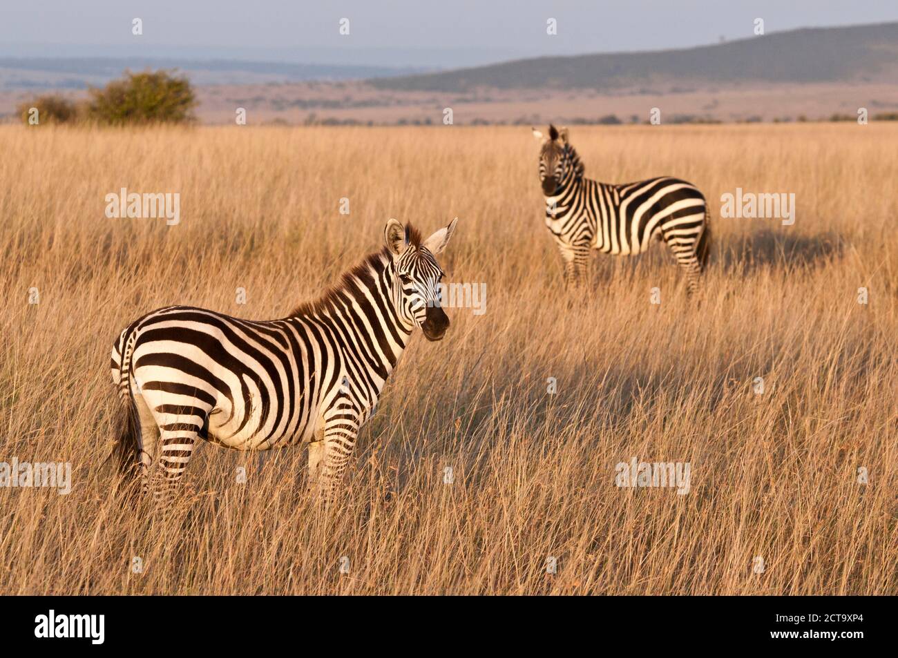 Kenia, Zebras in Masai Mara National Reserve Stockfoto