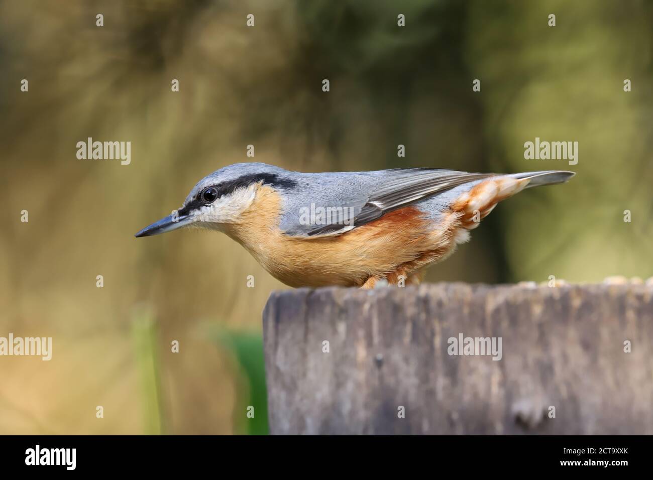 Eurasischer Nuthatch (Sitta europaea) auf einem Baumstamm Stockfoto