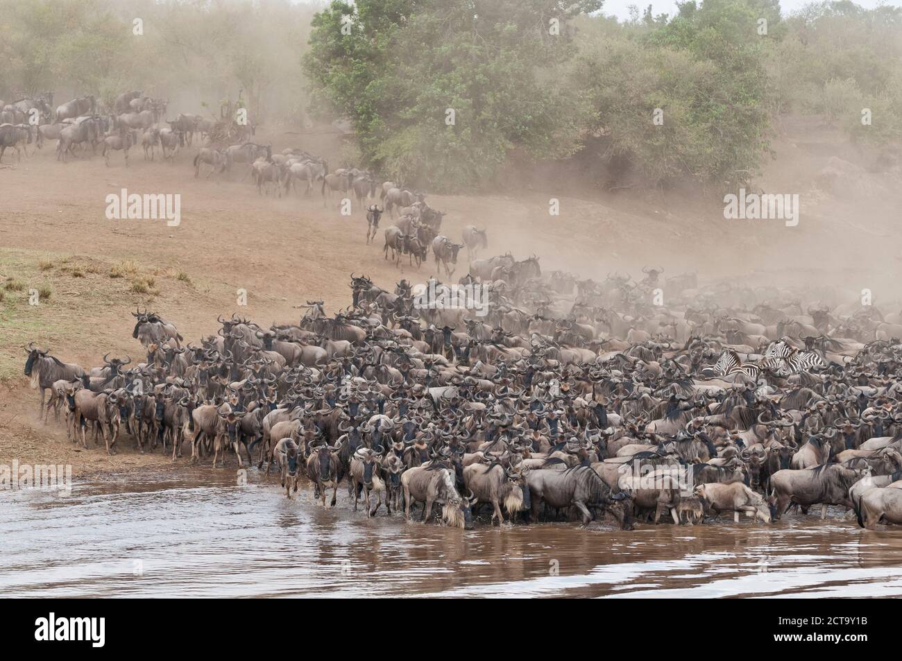 Afrika, Kenia, Maasai Mara National Park, Herde blauer Gnus (Connochaetes taurinus), GNU Migration, jottern am Ufer des Mara River Stockfoto