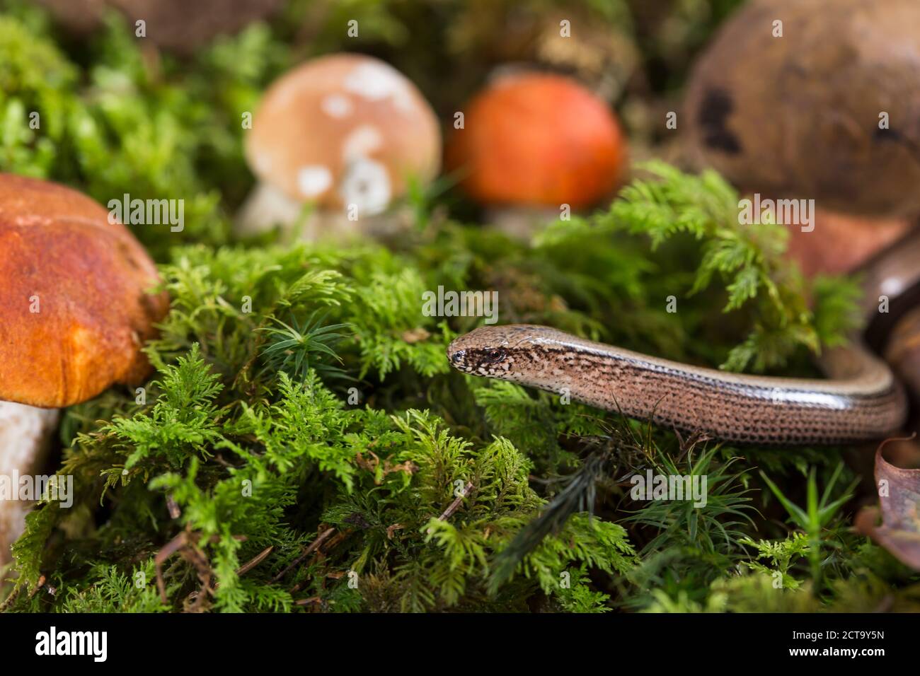 Blindworm (geschiedenen Fragilis) und Pilze zwischen Moos, Studio gedreht Stockfoto