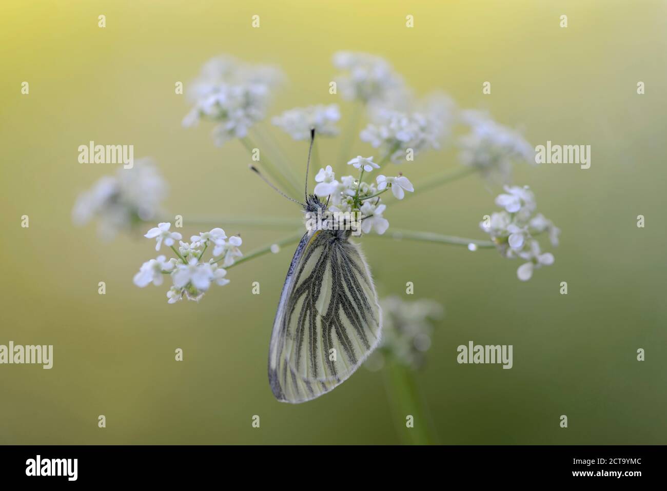 Deutschland, weißer Schmetterling grün geädert, Pieris Napi, sitzen auf floer Stockfoto