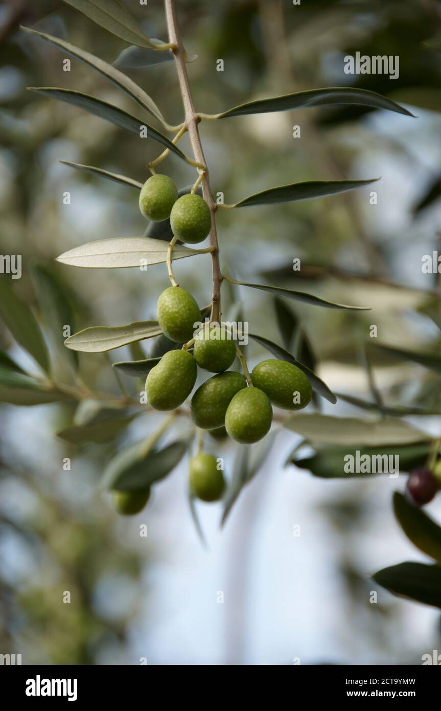 Italien, Toskana, Oliven am Zweig Stockfoto