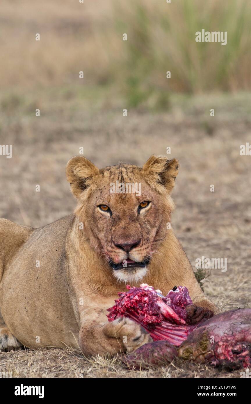 Afrika, Kenia, Maasai Mara National Reserve, weibliche Löwen, Panthera leo, Essen Stockfoto