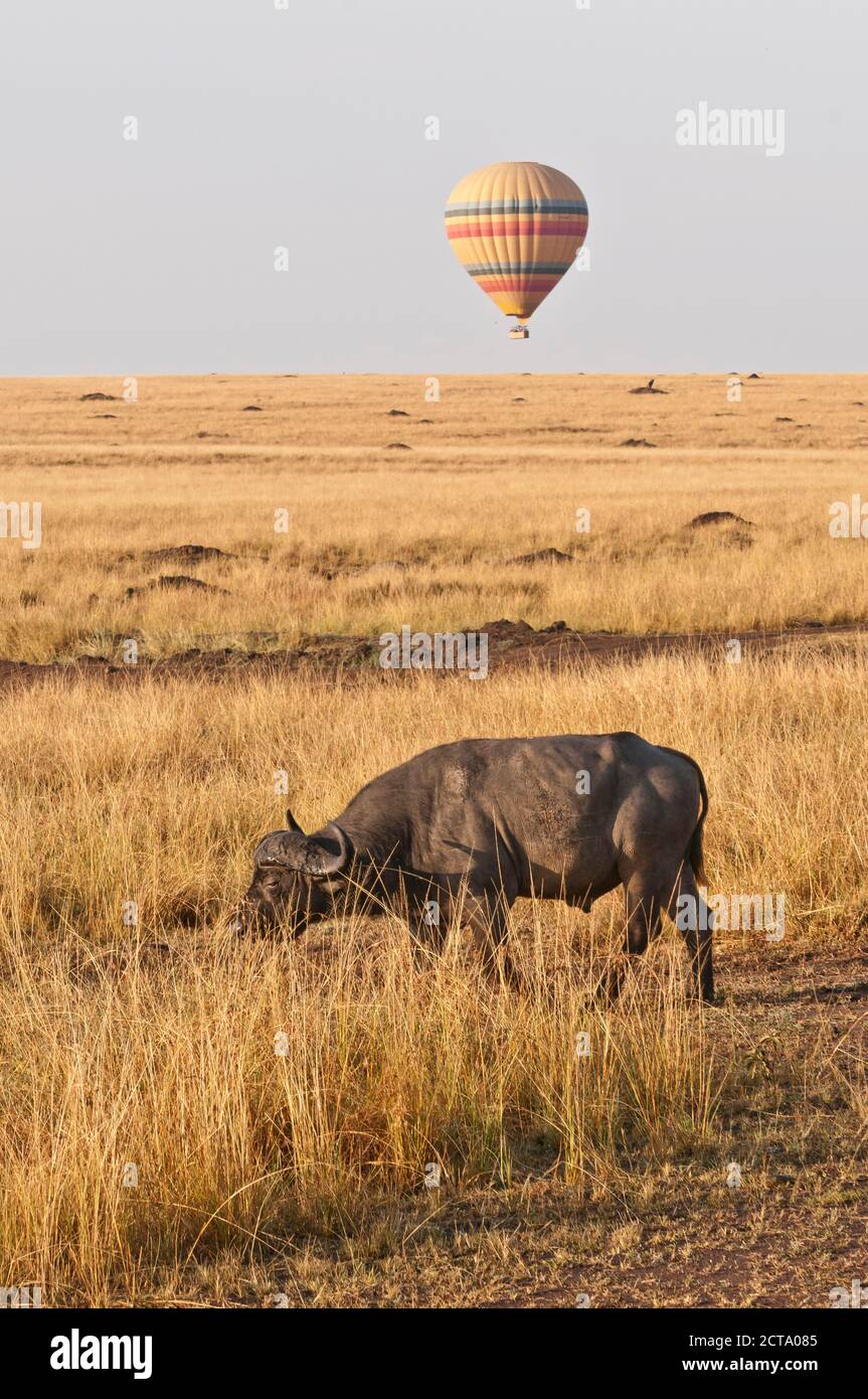 Afrika, Kenia, Maasai Mara National Reserve, African Buffalo oder Cape Buffalo (Syncerus Caffer) im hohen Gras, vor einem Heißluftballon Stockfoto