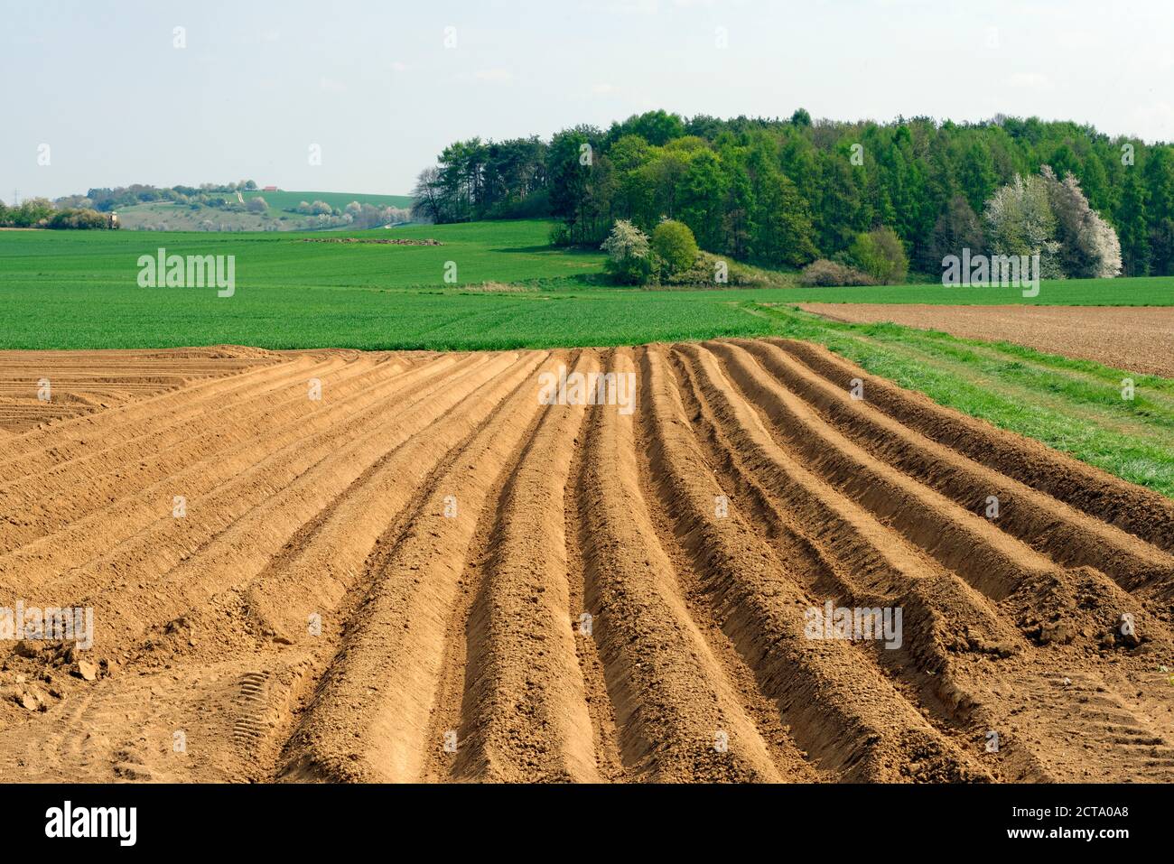 Deutschland, Bayern, Oberbayern, Spargelfeld im Frühling in der Nähe von Koesching Stockfoto
