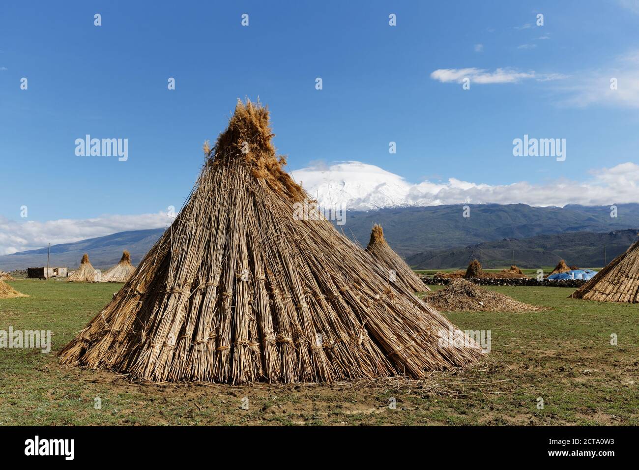 Türkei, Ost-Anatolien, Agri Provinz, Mount Ararat, Reed Stockfoto