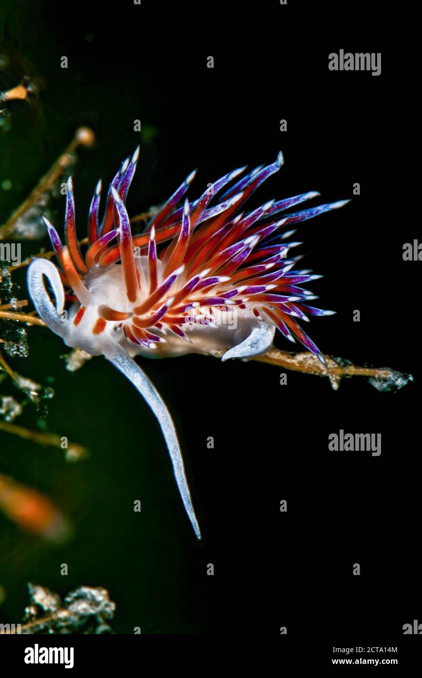 Kroatien, Cratena Slug Cratena peregrina Stockfoto