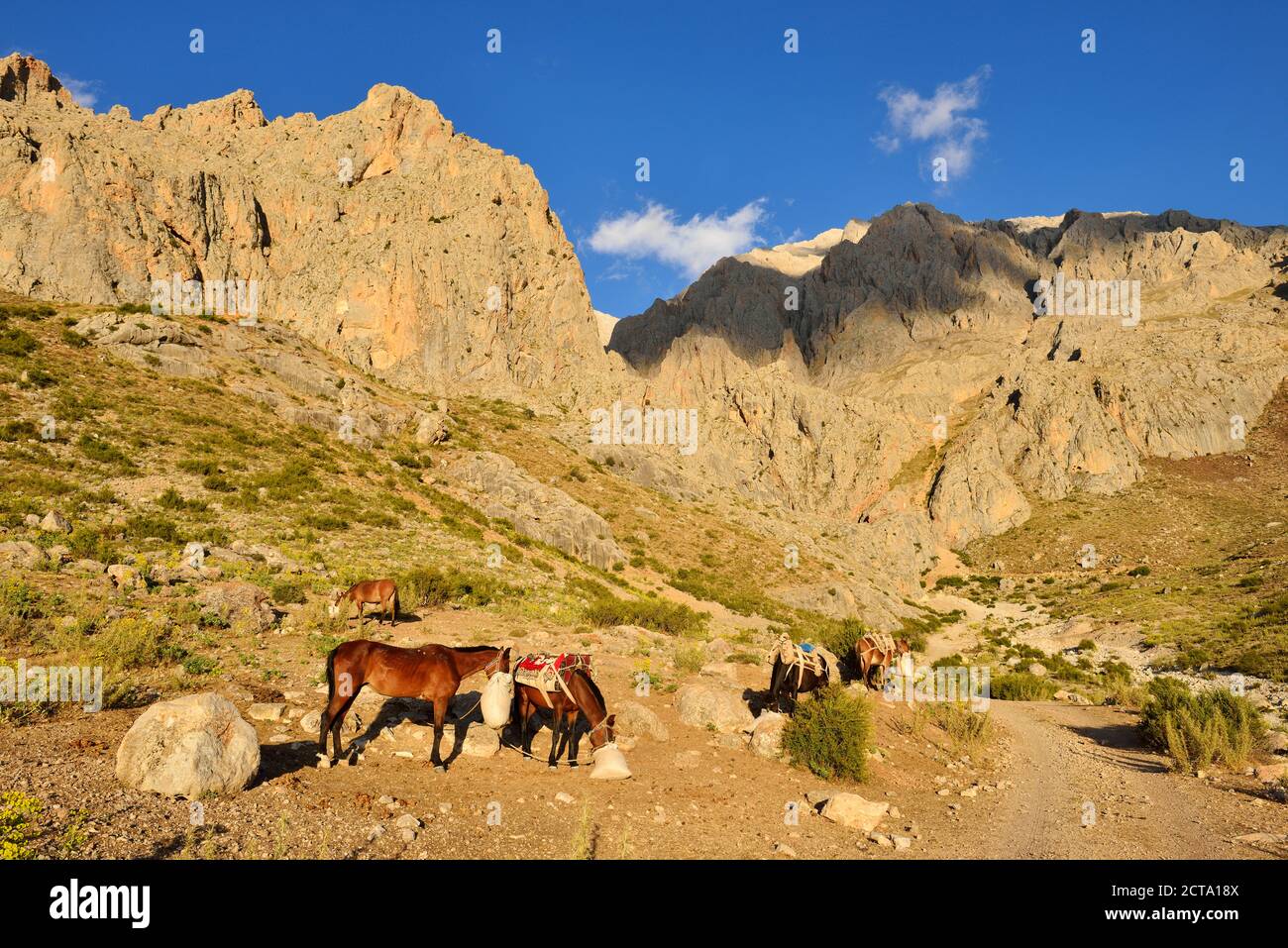 Türkei, hoch oder Anti-Taurus-Gebirge, Aladağlar Nationalpark, Packpferde im Sokullupinar Camp Stockfoto