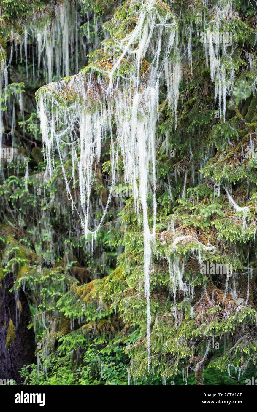 Kanada, British Columbia, Khutzeymateen Provincial Park, Great Bear Rainforest, Flechten auf ein Nadelbaum Stockfoto