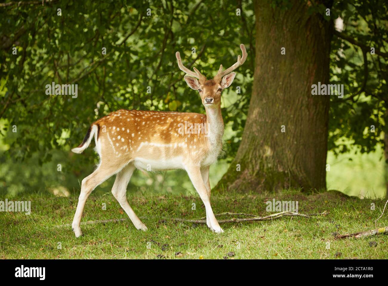 Deutschland, Bayern, Sika Hirsche im Wald Stockfoto