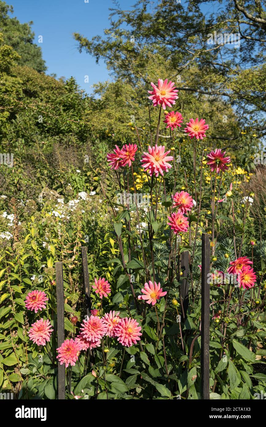 Dahlia Karma Fuchsiana im Millenium Grenzspaziergang bei Sir Harold Hiller Gardens in der Nähe von Romsey in Hampshire Stockfoto