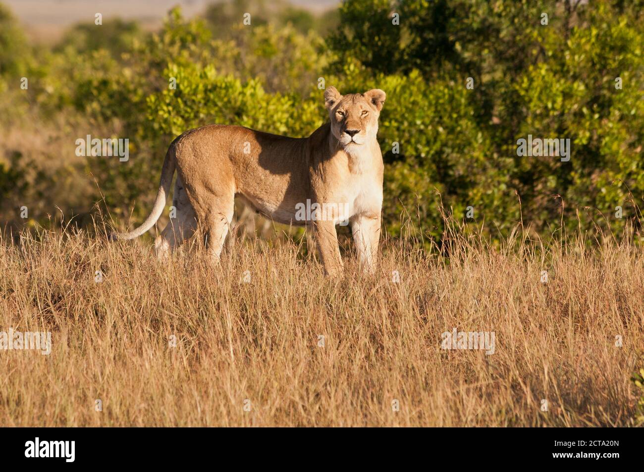 Kenia, Löwen Masai Mara National Reserve Stockfoto