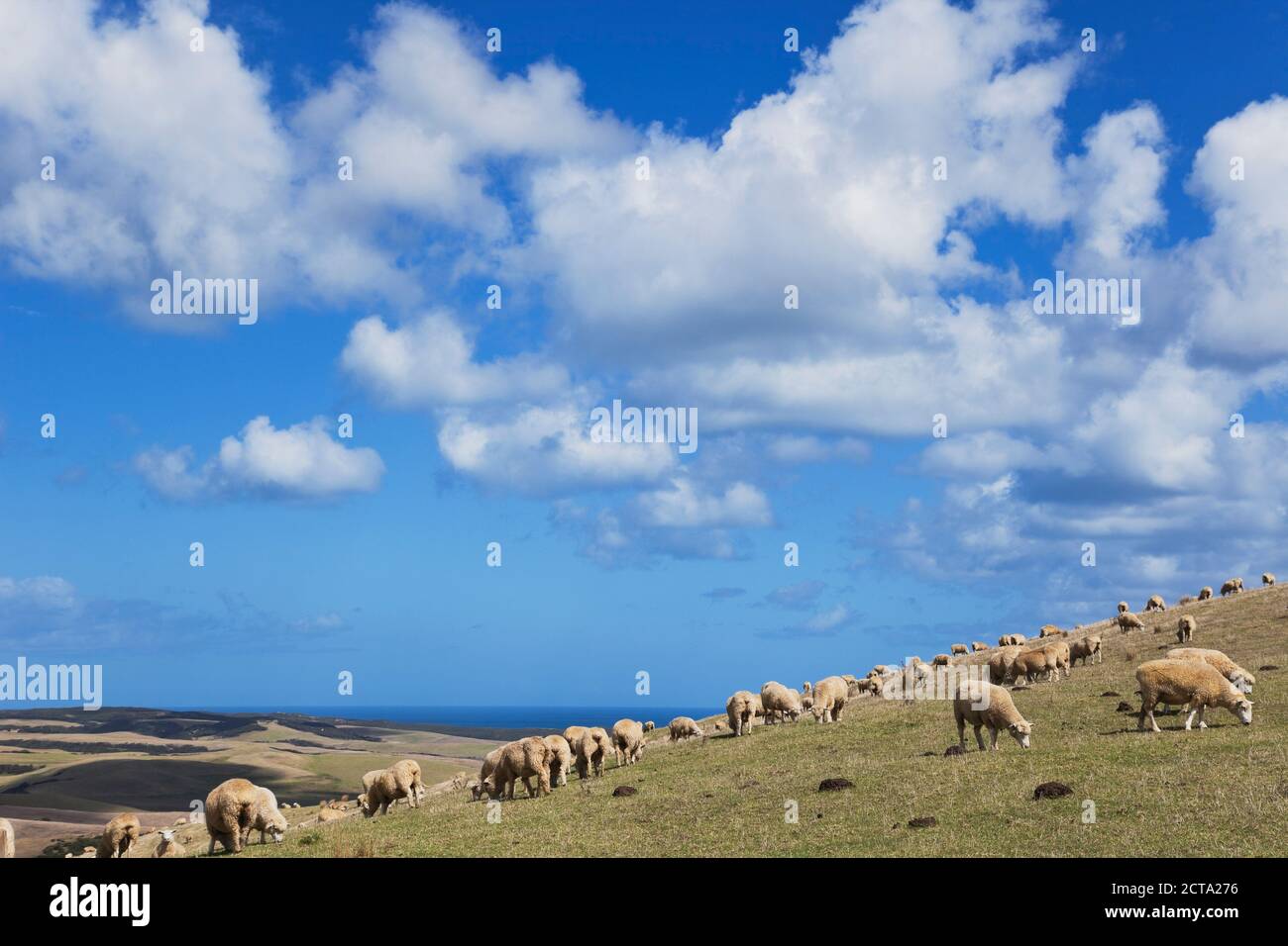 Neuseeland, Northland, Cape Reinga Bereich, Schafe auf Ackerland (braun von heißen Sommersonne, kein Regen), Tasmanische See im Hintergrund Stockfoto