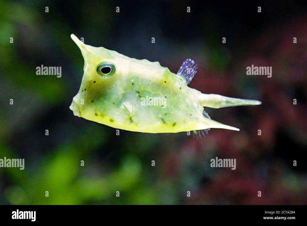 Nahaufnahme eines Langhorn-Kuhfisches (Lactoria cornuta), auch gehörnte Buchsfische genannt Stockfoto