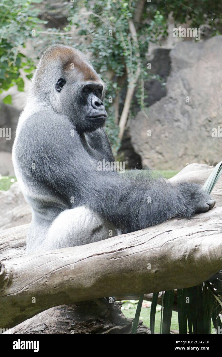 Gorilla sitzt auf dem Ast eines Baumes Stockfoto
