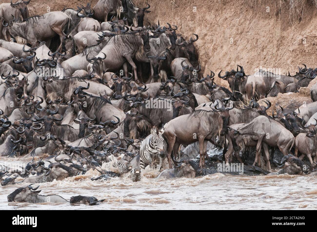 Afrika, Kenia, Maasai Mara National Park, Herde blauer Gnus (Connochaetes taurinus) und Zebras versuchen aus dem Mara-Fluss herauszukommen Stockfoto