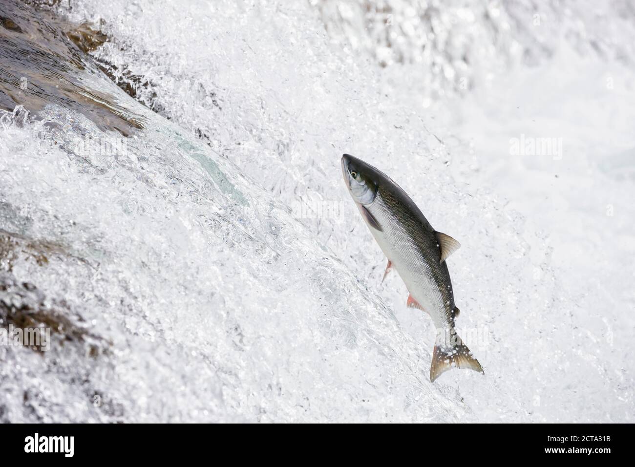 USA, Alaska, Katmai Nationalpark, King Salmon, Brooks Falls laufen Lachs Stockfoto