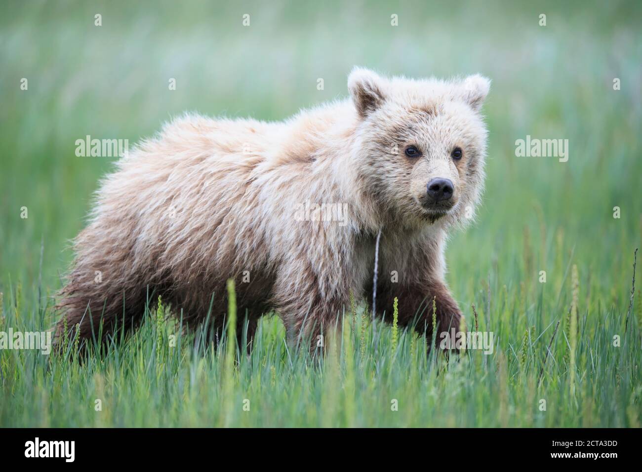 USA, Alaska, Lake Clark National Park and Preserve, Brown Bear Cub (Ursus Arctos) zu Fuß auf der Wiese Stockfoto