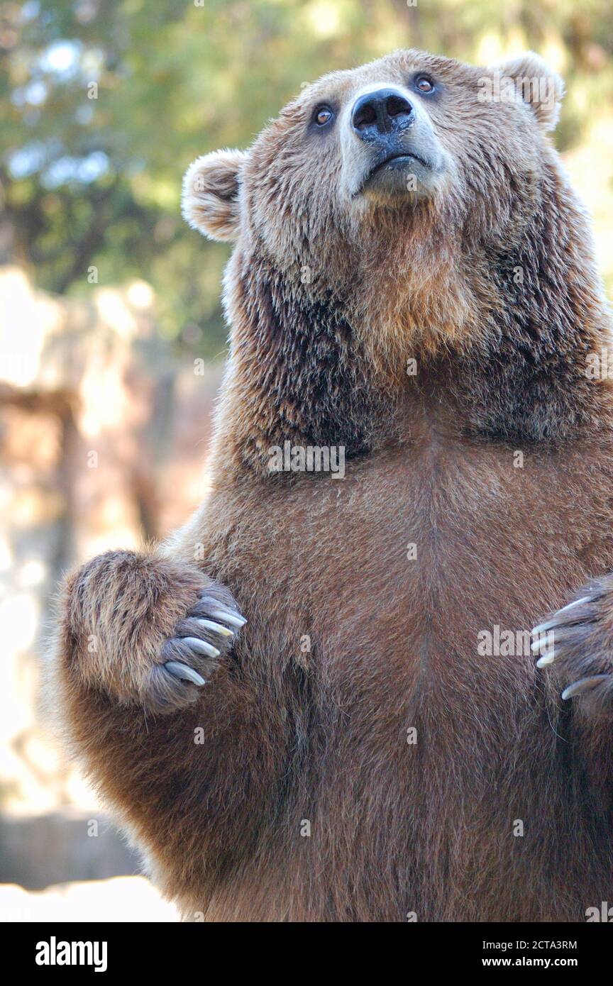 Braunbär (Ursus arctos) Auf seinen Hinterbeinen über einem felsigen Boden stehend Stockfoto