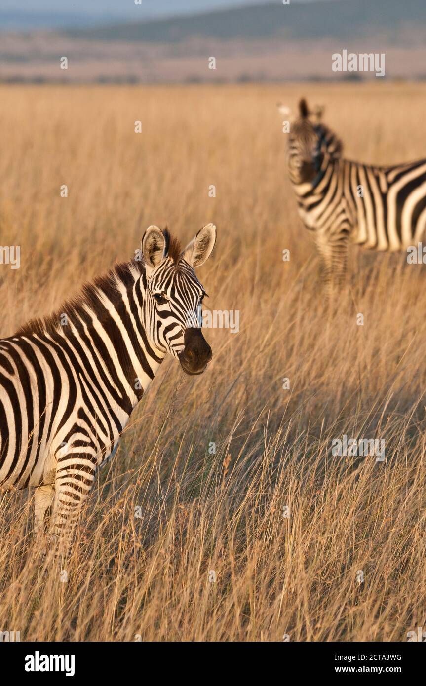 Kenia, Zebras in Masai Mara National Reserve Stockfoto