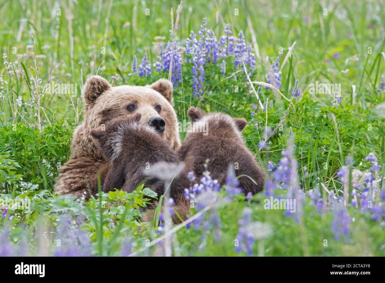 USA, Alaska, Lake Clark National Park and Preserve, Braunbär und Bärenjungen (Ursus Arctos), stillende Stockfoto