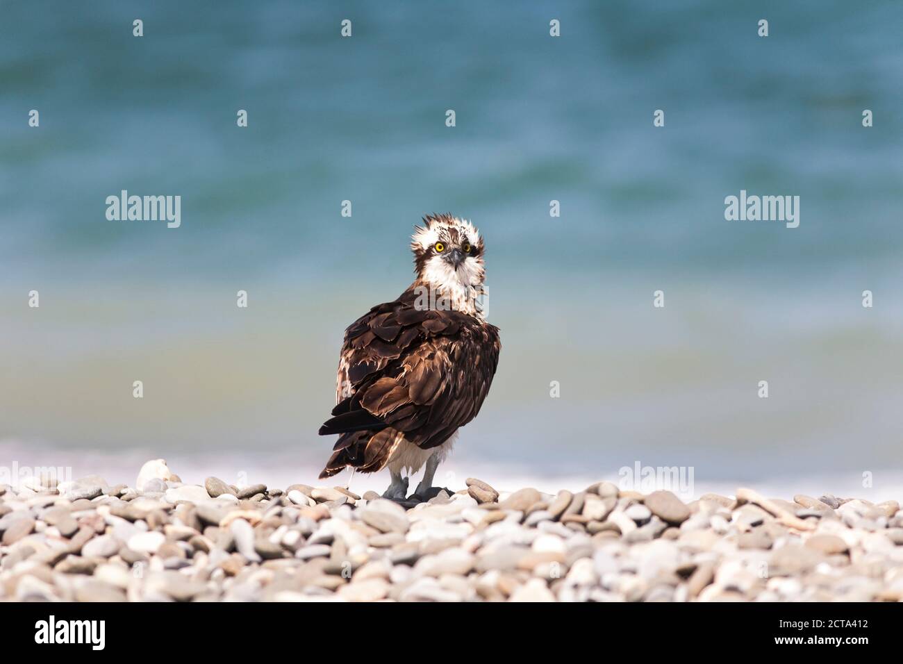 Oman, Osprey sitzen auf Kieselsteinen Stockfoto