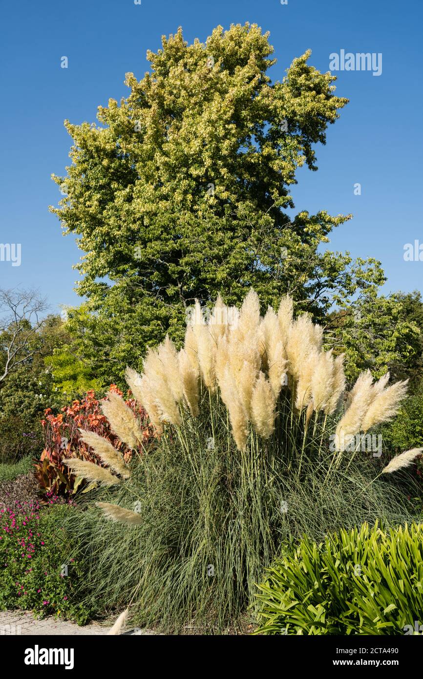 Pampas Gras in der Grenze bei Sir Harold Hiller Gardens In der Nähe von Romsey in Hampshire Stockfoto
