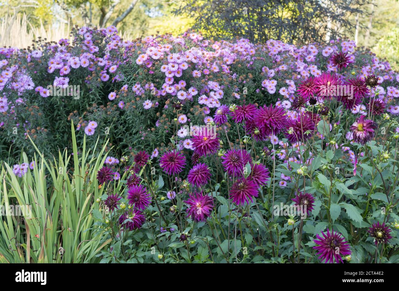 Dahlien und Aster in der hundertjährigen Grenze bei Sir Harold Hiller Gardens in der Nähe von Romsey in Hampshire Stockfoto