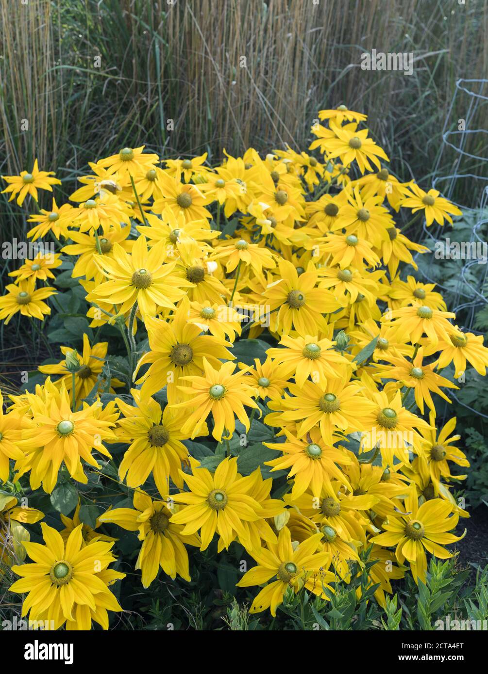 Rudbeckia in der hundertjährigen Grenze bei Sir Harold Hiller Gardens In der Nähe von Romsey in Hampshire Stockfoto