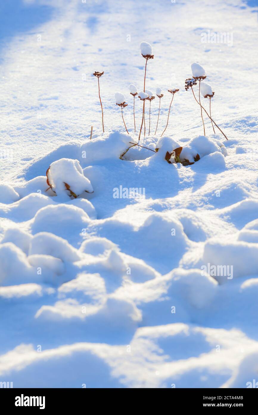Schneebedeckte Pflanzen während der Ruhezeit in weißen ruhigen Garten (Speicherplatz kopieren) Stockfoto