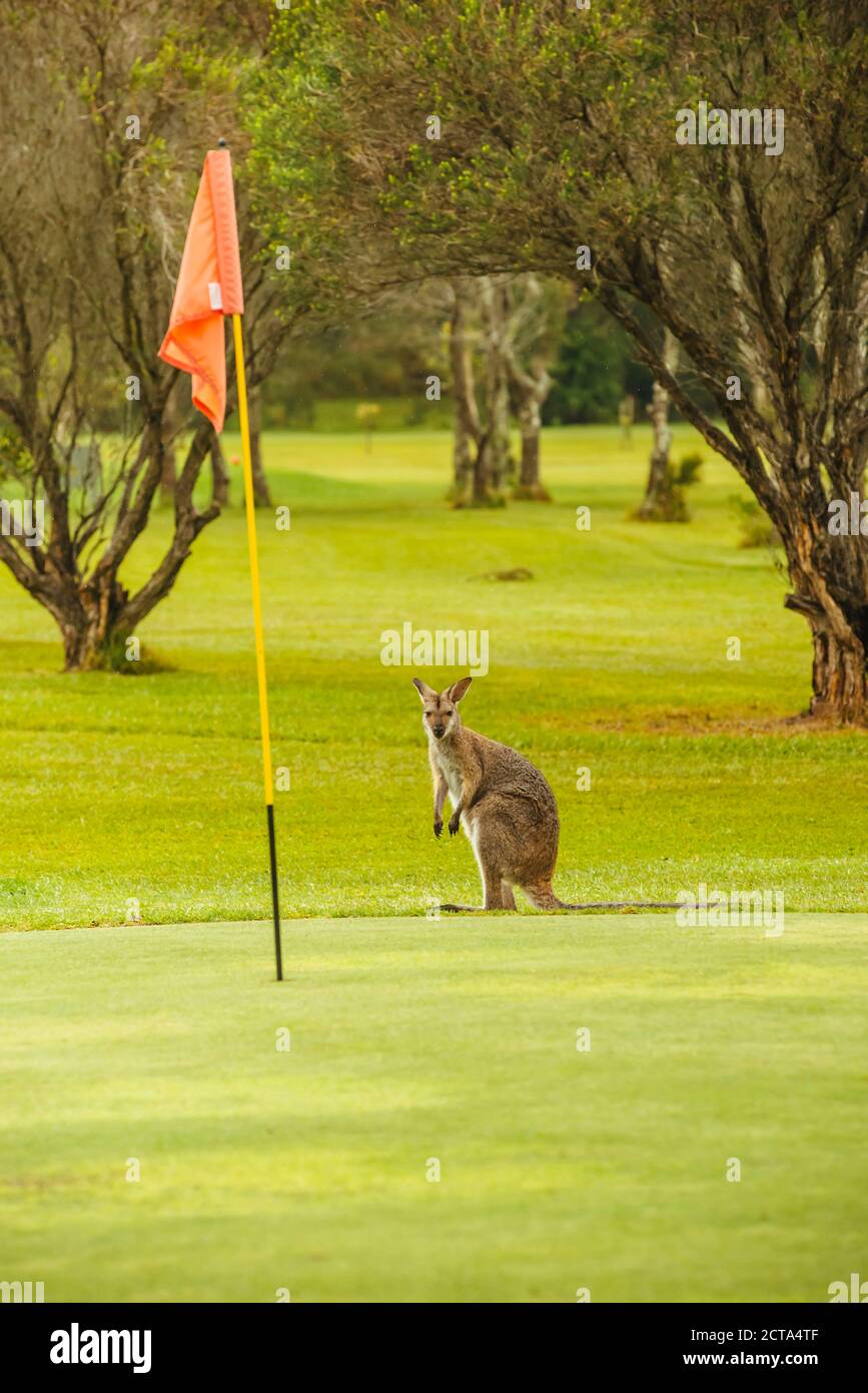 Australien, Hawks Nest, Kängurutaschen (Macropus Giganteus) auf Golfplatz Stockfoto