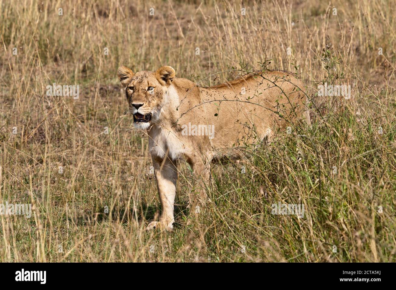 Afrika, Kenia, Maasai Mara National Reserve, Lion Panthera leo, weiblich, im hohen Gras stehend Stockfoto