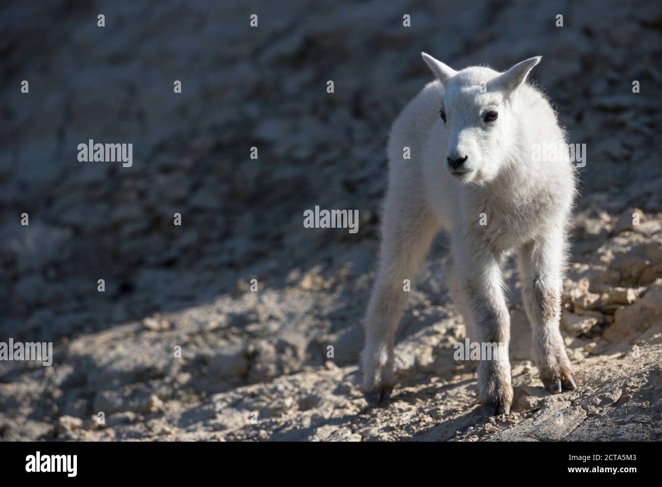 Kanada, Alberta, Rocky Mountains, Jasper Nationalpark, Banff Nationalpark, jungen Bergziege (Oreamnos Americanus) Stockfoto