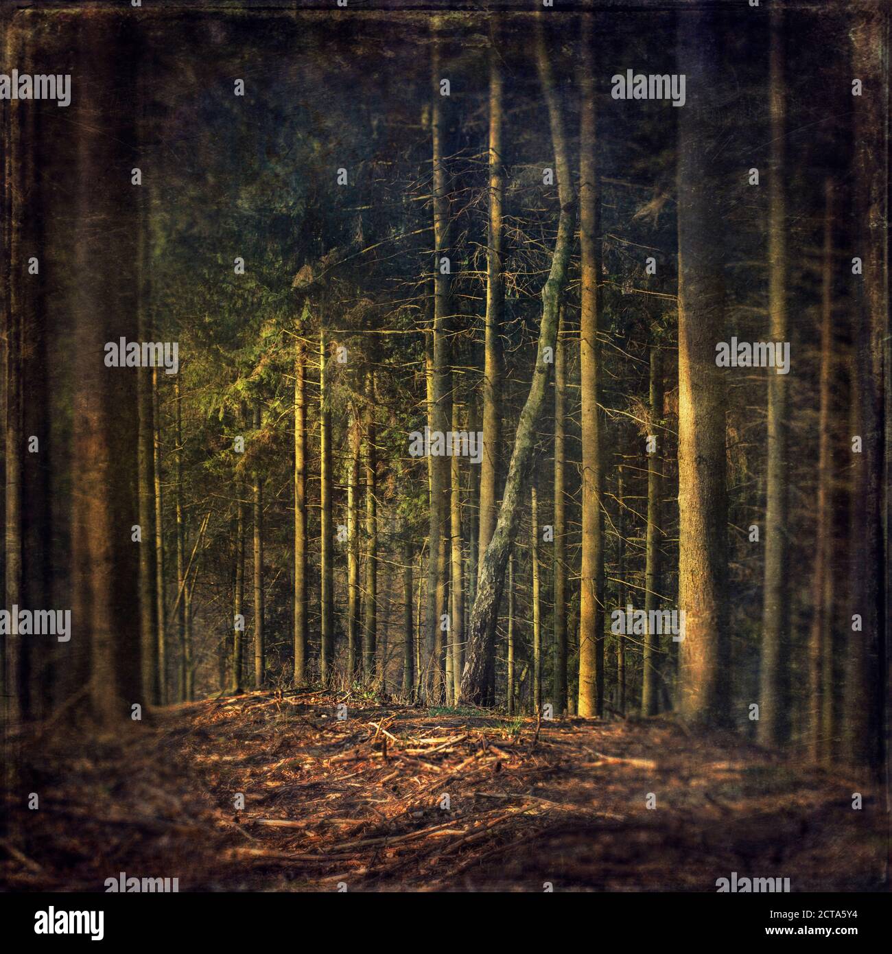 Deutschland, in der Nähe von Wuppertal, Waldlichtung in einem Nadelwald, Textured Wirkung Stockfoto
