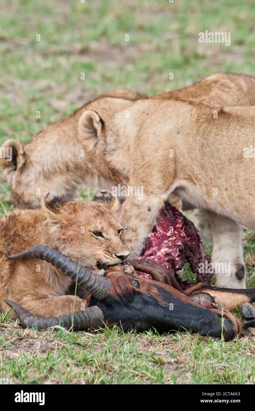 Afrika, Kenia, Löwen Essen gemeinsame Kudus in Masai Mara National Reserve Stockfoto