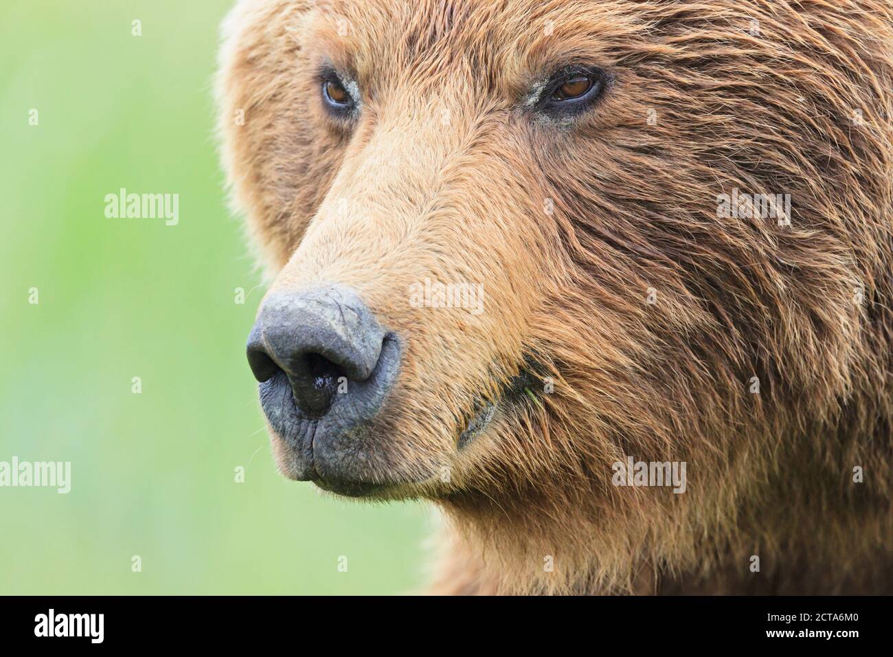 USA, Alaska, Lake Clark National Park and Preserve, Braunbär (Ursus Arctos) Stockfoto