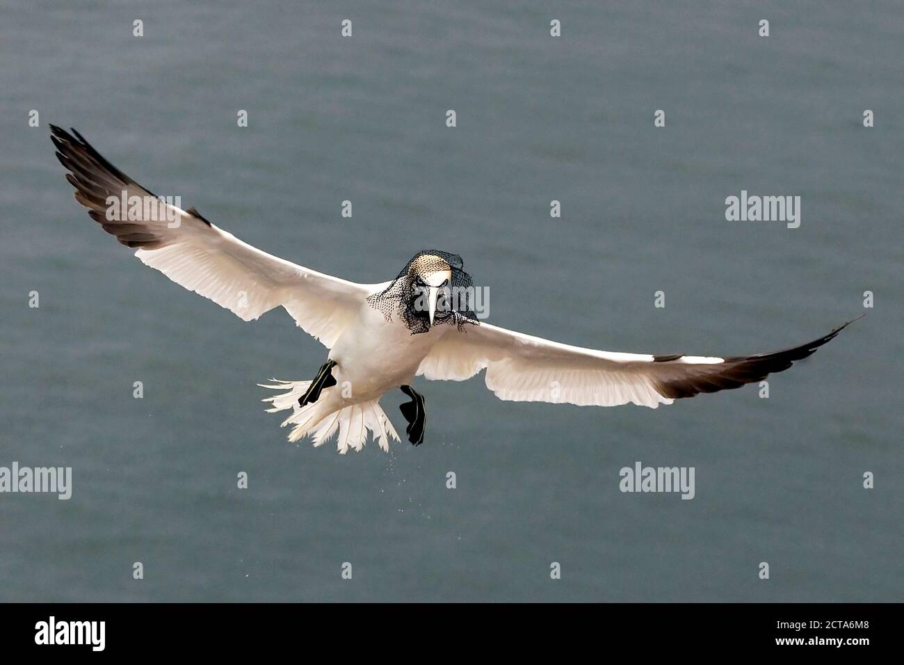 Deutschland, Schleswig-Holstein, Hegoland, fliegen Basstölpel Stockfoto