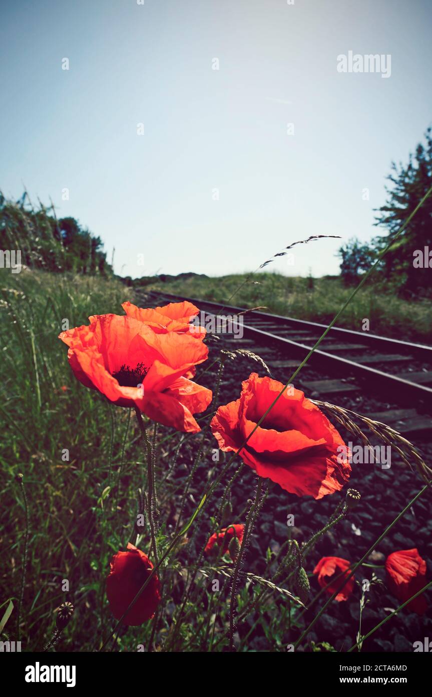 Deutschland, Nordrhein-Westfalen, Klatschmohn, Papaver Rhoeas in der Nähe von Gleis Stockfoto