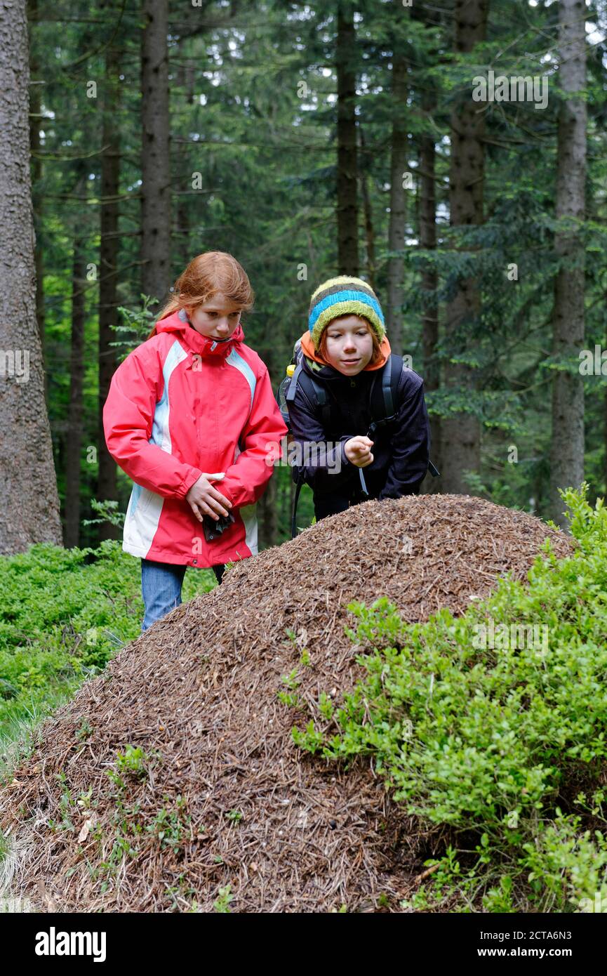 Deutschland, Bayern, untere Bayern, Bayerischer Wald, Deggendorf, Dreitannenriegel in der Nähe Grafling, zwei Kinder, die gerade Ameisenhaufen Stockfoto