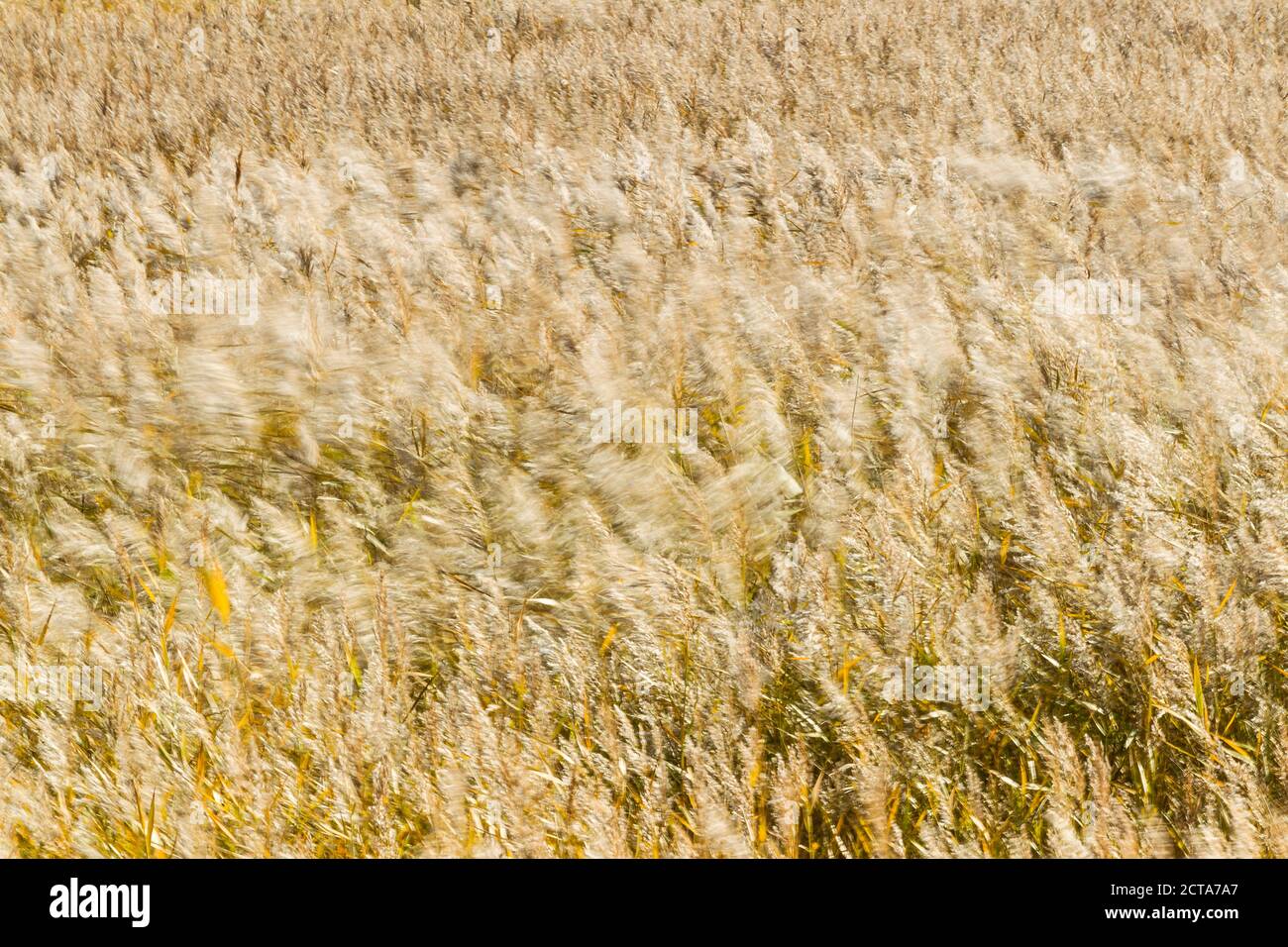 Deutschland, Fehmarn, Schilfrohr im wind Stockfoto