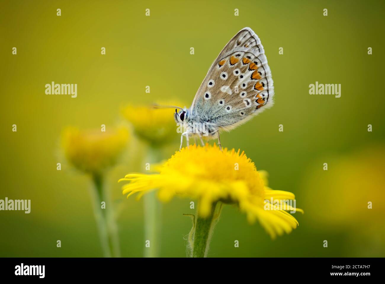 England, gemeinsame blauer Schmetterling, Polyommatus Icarus, sitzen auf gelbe Blüte Stockfoto