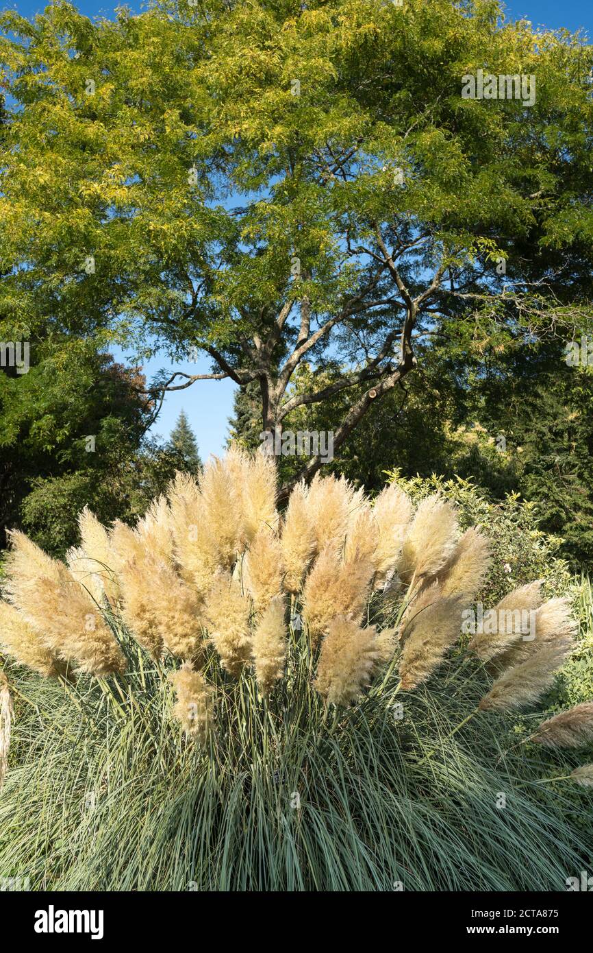 Pampas Gras in der Grenze bei Sir Harold Hiller Gardens In der Nähe von Romsey in Hampshire Stockfoto