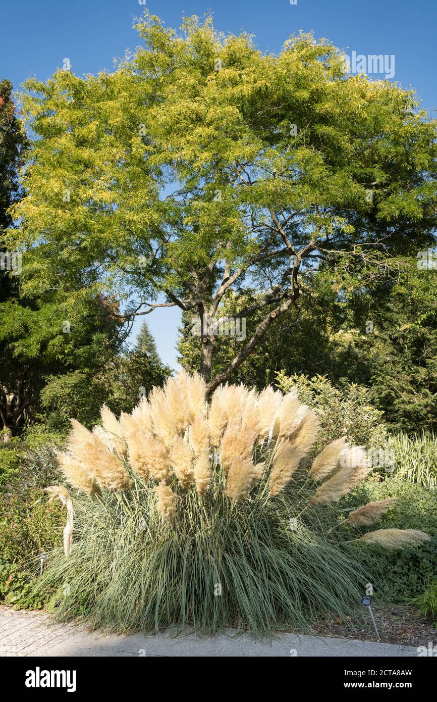 Pampas Gras in der Grenze bei Sir Harold Hiller Gardens In der Nähe von Romsey in Hampshire Stockfoto