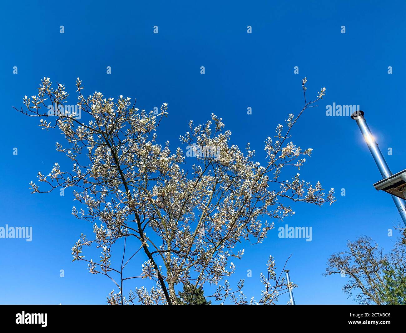Blühende Amelanchier-Felsenbirne im Frühling Stockfoto