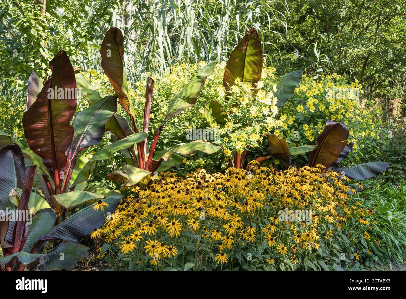 Äthiopische Banane und Rudbeckia an der Grenze zu Sir Harold Hiller Gardens in der Nähe von Romsey in Hampshire Stockfoto