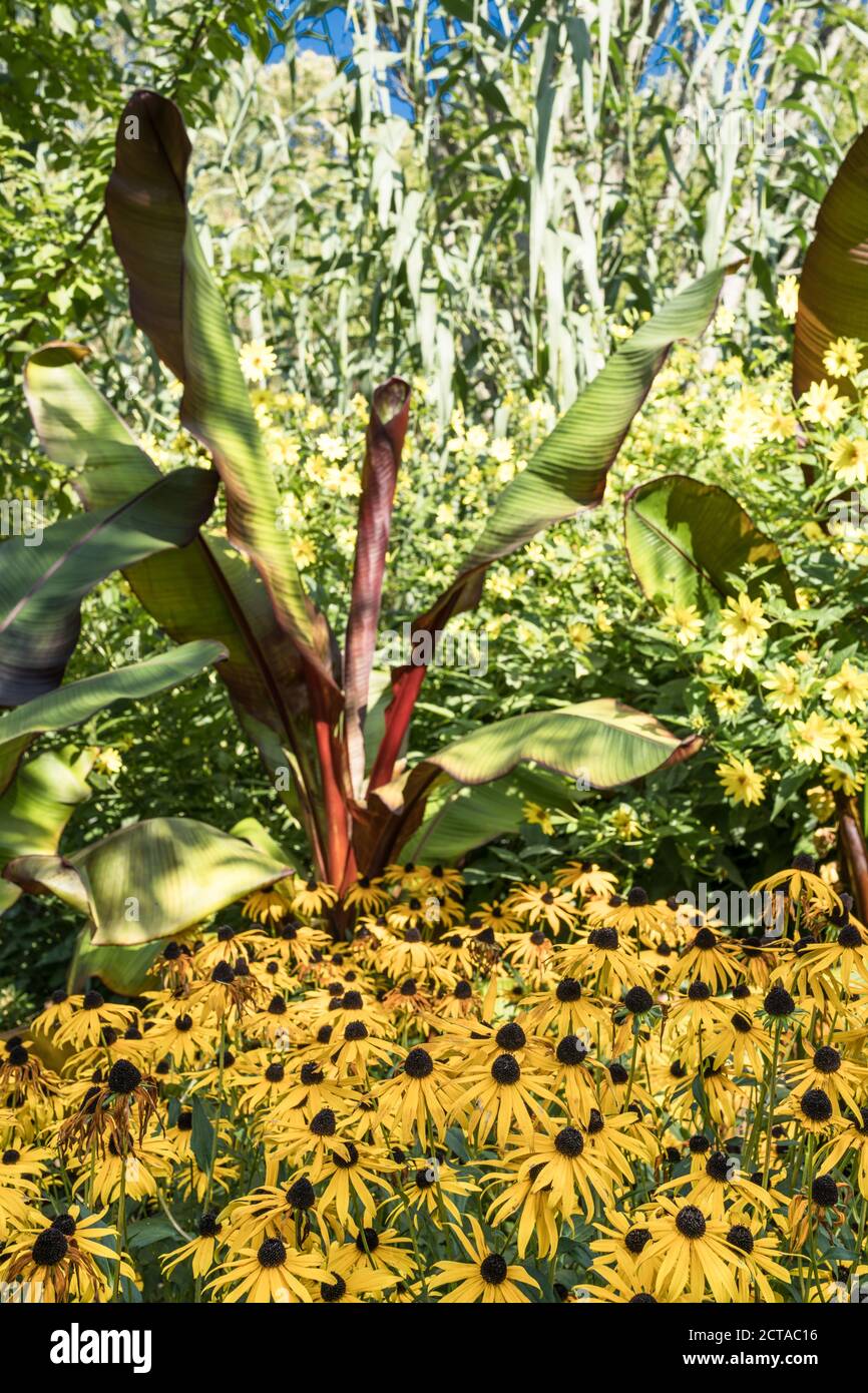 Äthiopische Banane und Rudbeckia an der Grenze zu Sir Harold Hiller Gardens in der Nähe von Romsey in Hampshire Stockfoto