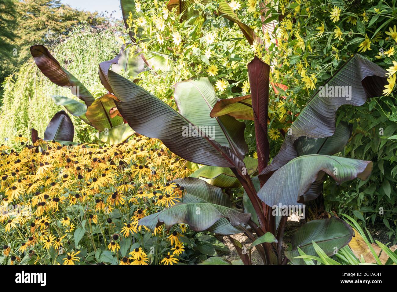 Äthiopische Banane und Rudbeckia an der Grenze zu Sir Harold Hiller Gardens in der Nähe von Romsey in Hampshire Stockfoto