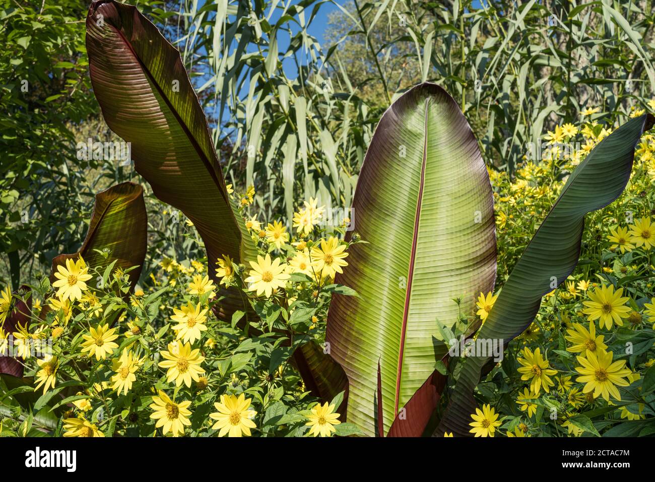 Äthiopische Banane und Rudbeckia an der Grenze zu Sir Harold Hiller Gardens in der Nähe von Romsey in Hampshire Stockfoto